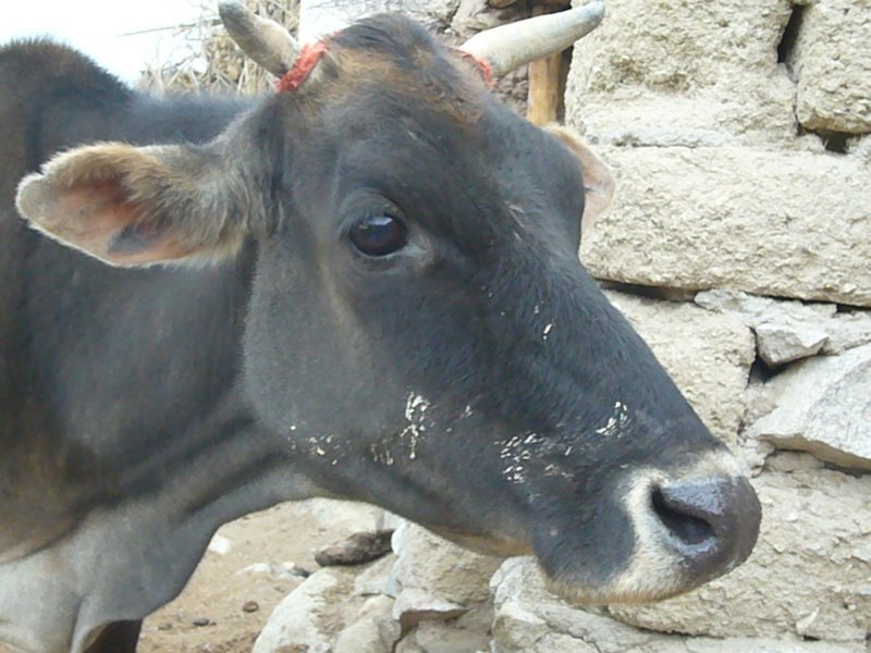 Passing friendly cow.